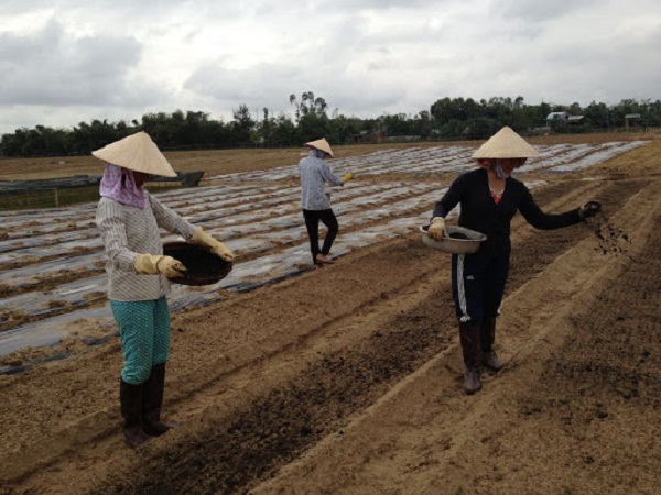 Quy trình trồng rau hữu cơ sạch đơn giản và hiệu quả