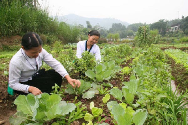 Quy trình trồng rau hữu cơ sạch đơn giản và hiệu quả