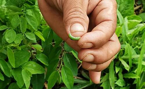 Quy trình trồng rau hữu cơ sạch đơn giản và hiệu quả