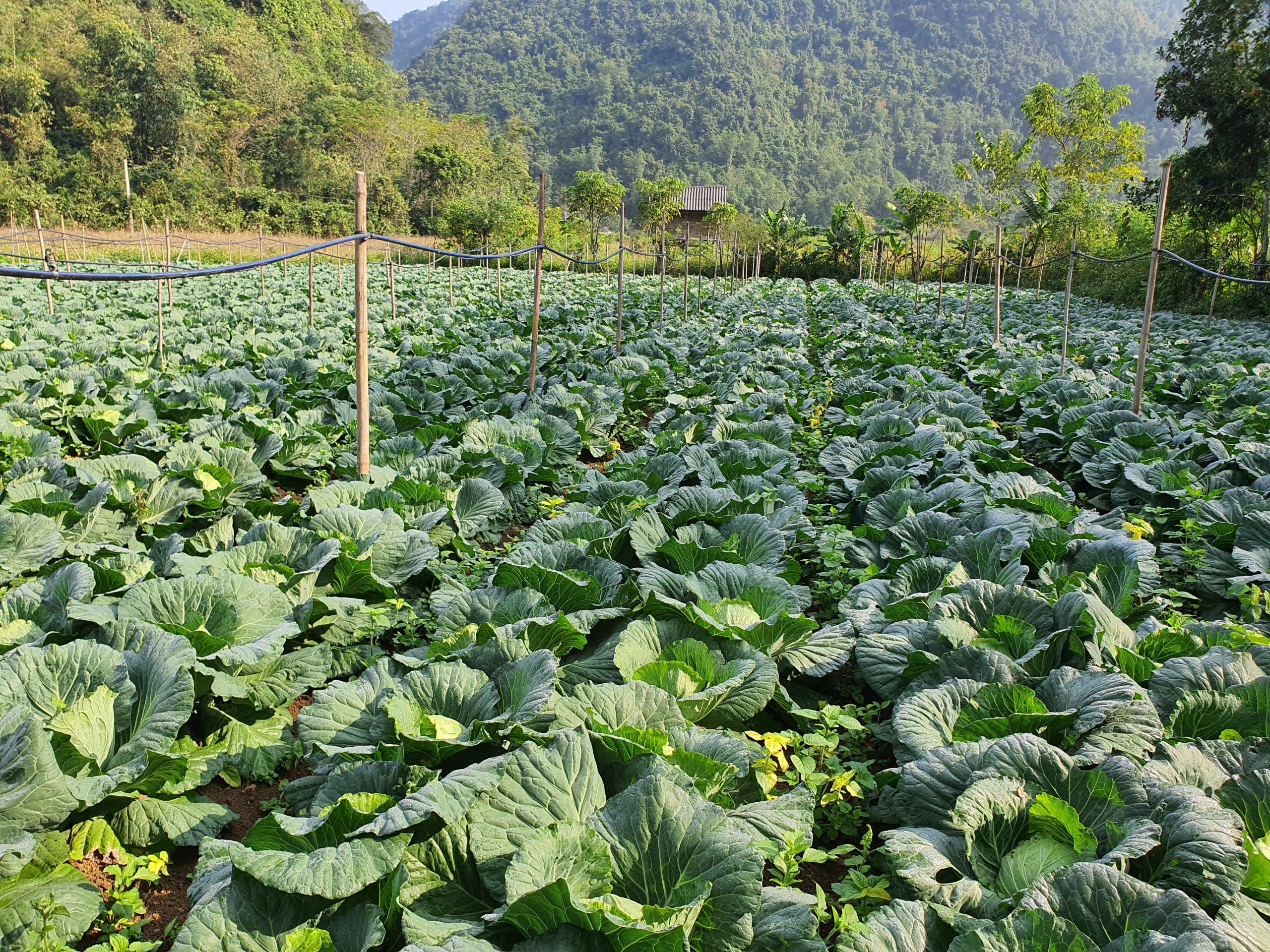 Bắp Cải